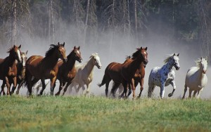 horses