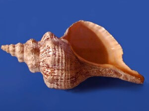 conch