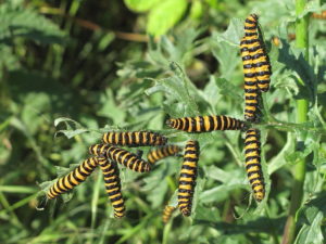caterpillars