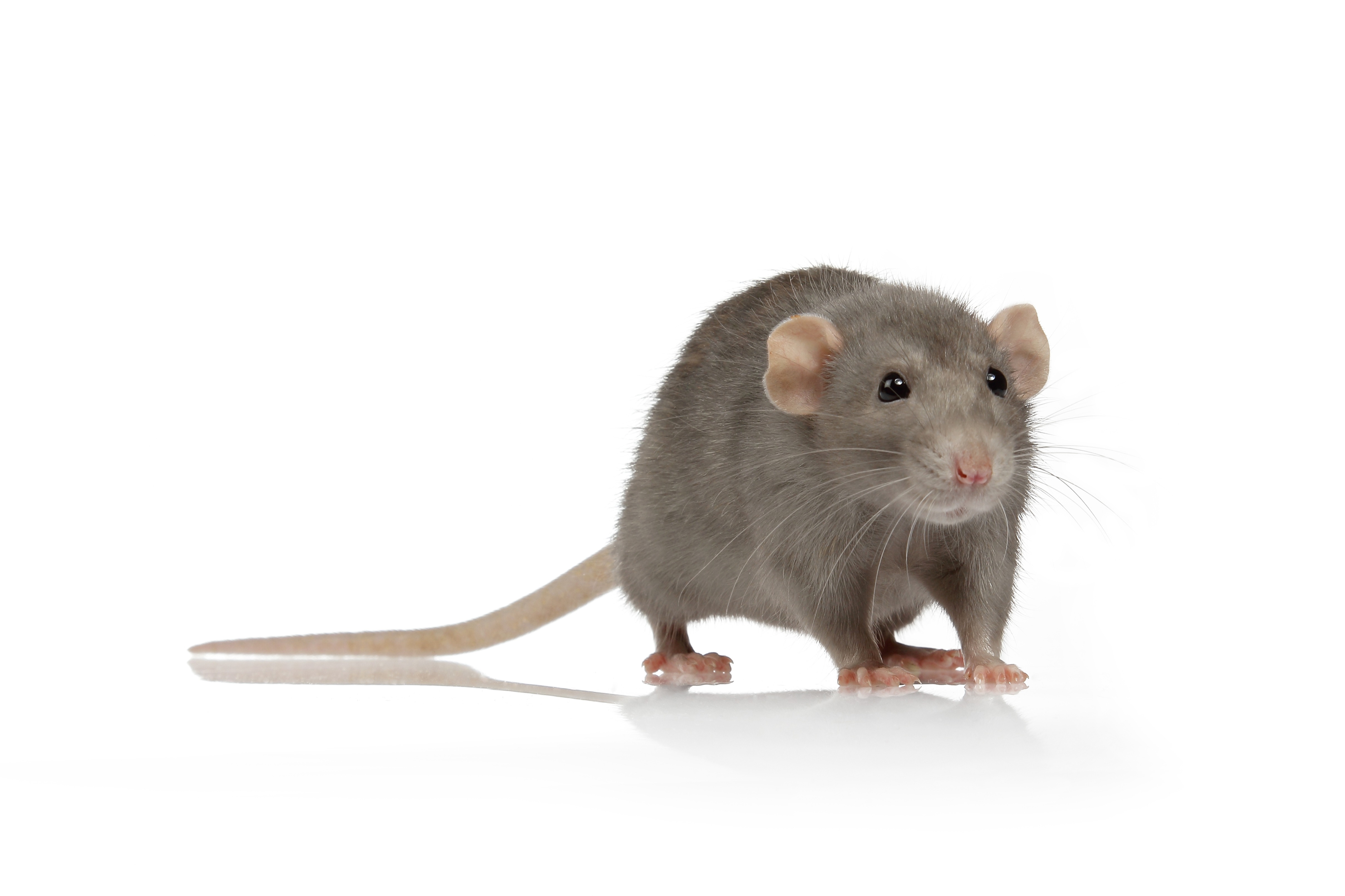 rat