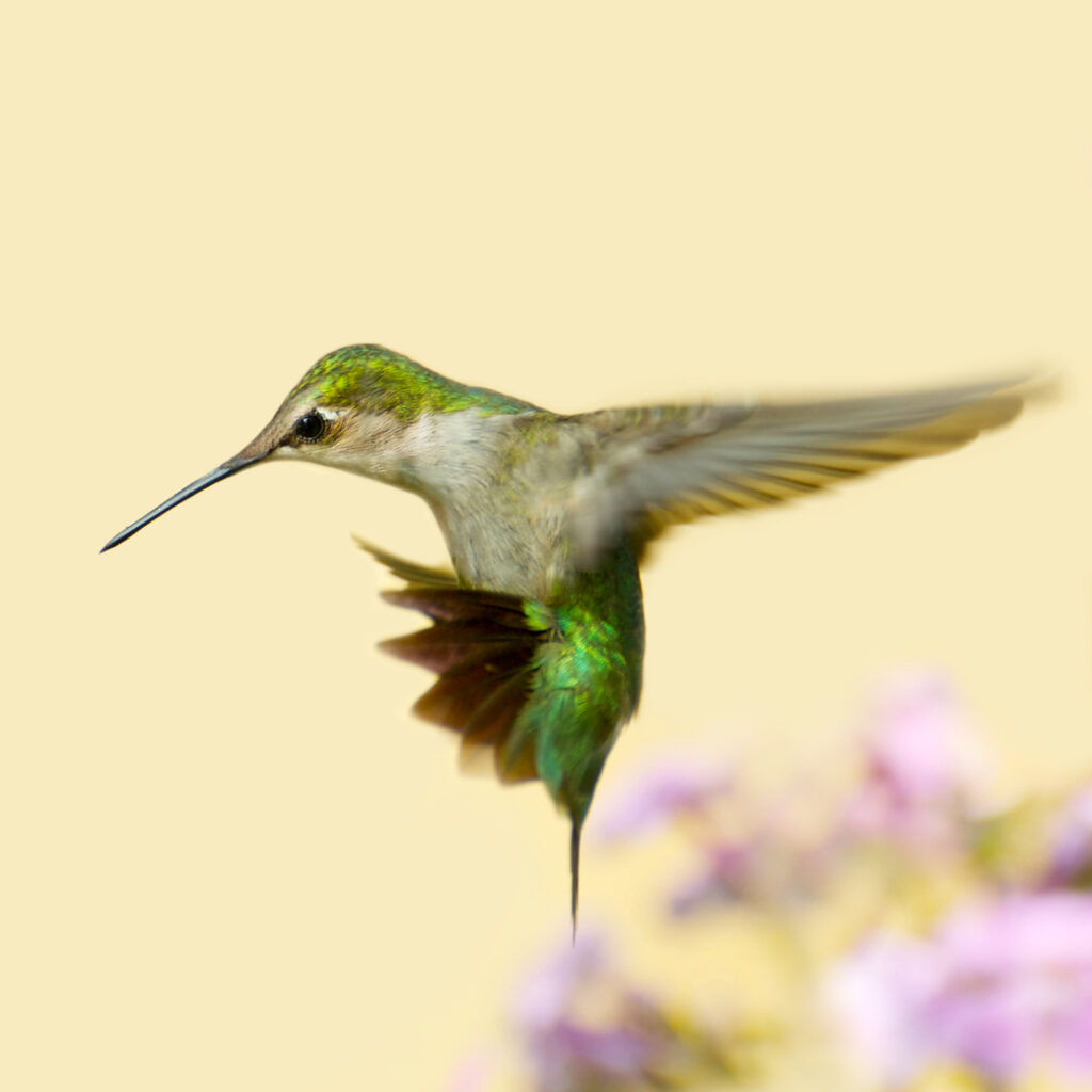 hummingbird - Life Coach Milind Jadhav